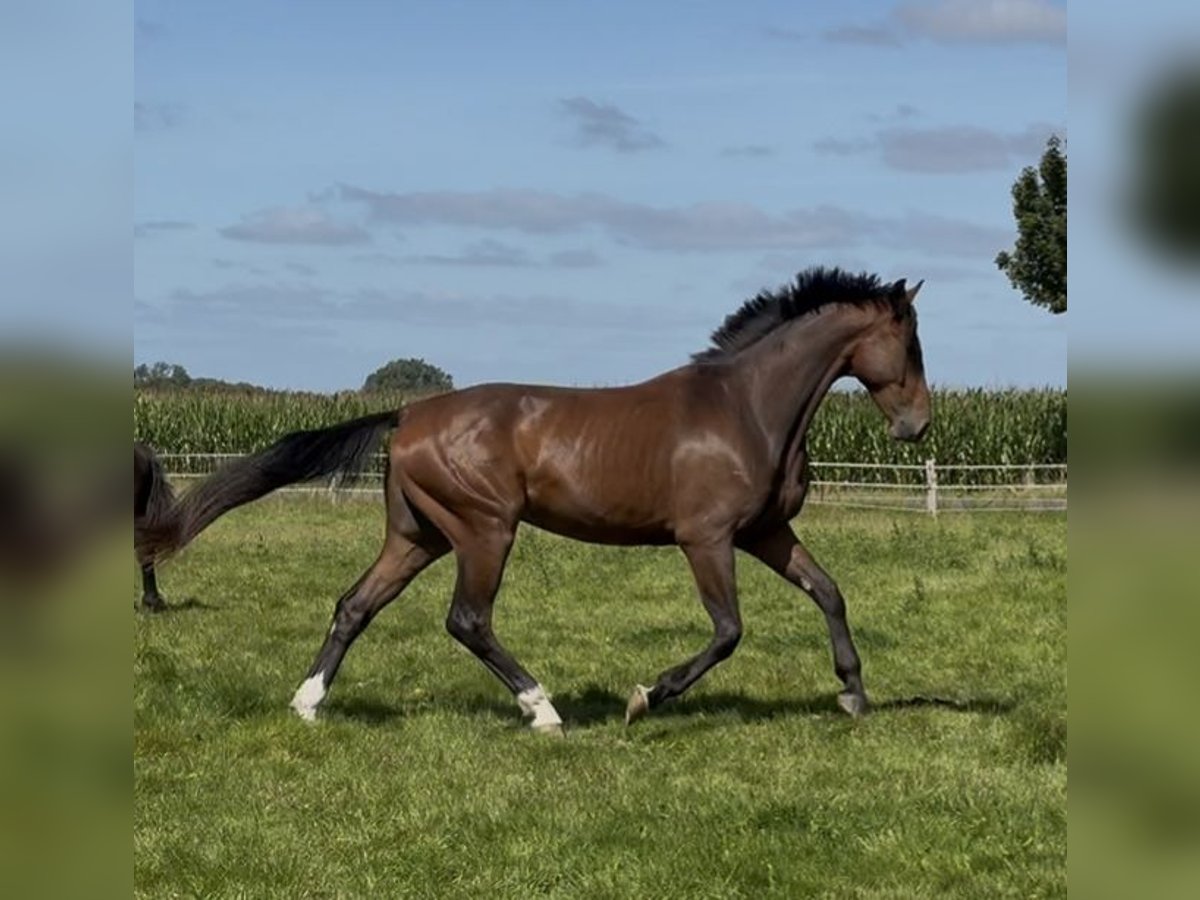 Deens warmbloed Ruin 4 Jaar 172 cm Bruin in Tarp