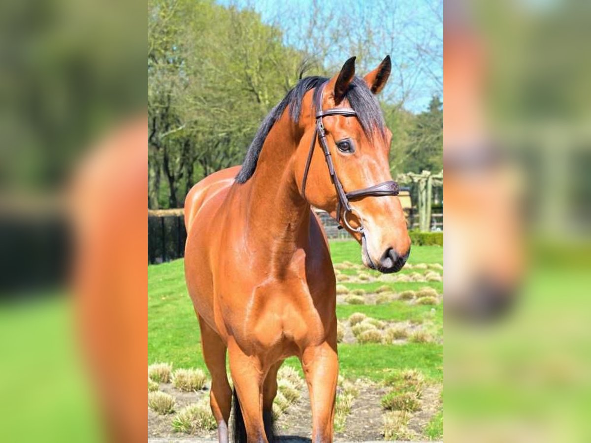 Deens warmbloed Ruin 5 Jaar 170 cm Bruin in częstochowa