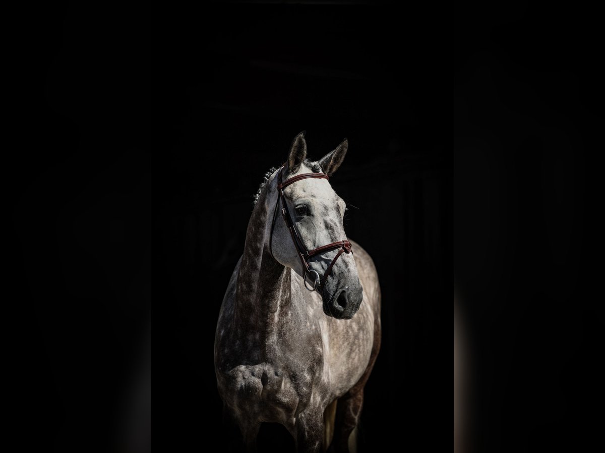 Deens warmbloed Ruin 7 Jaar Schimmel in Lastrup
