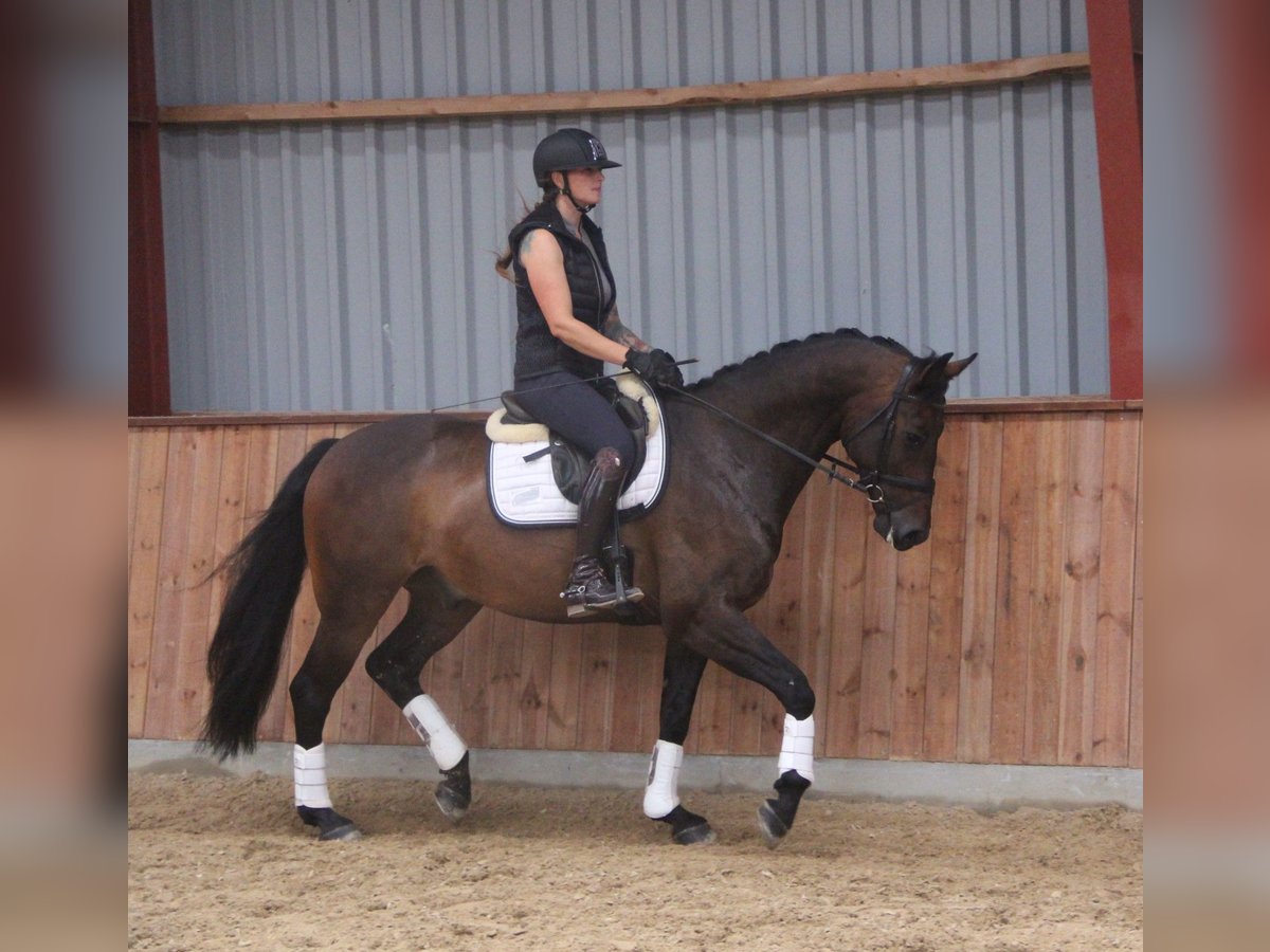 Deens warmbloed Mix Ruin 8 Jaar 166 cm Bruin in Hobro