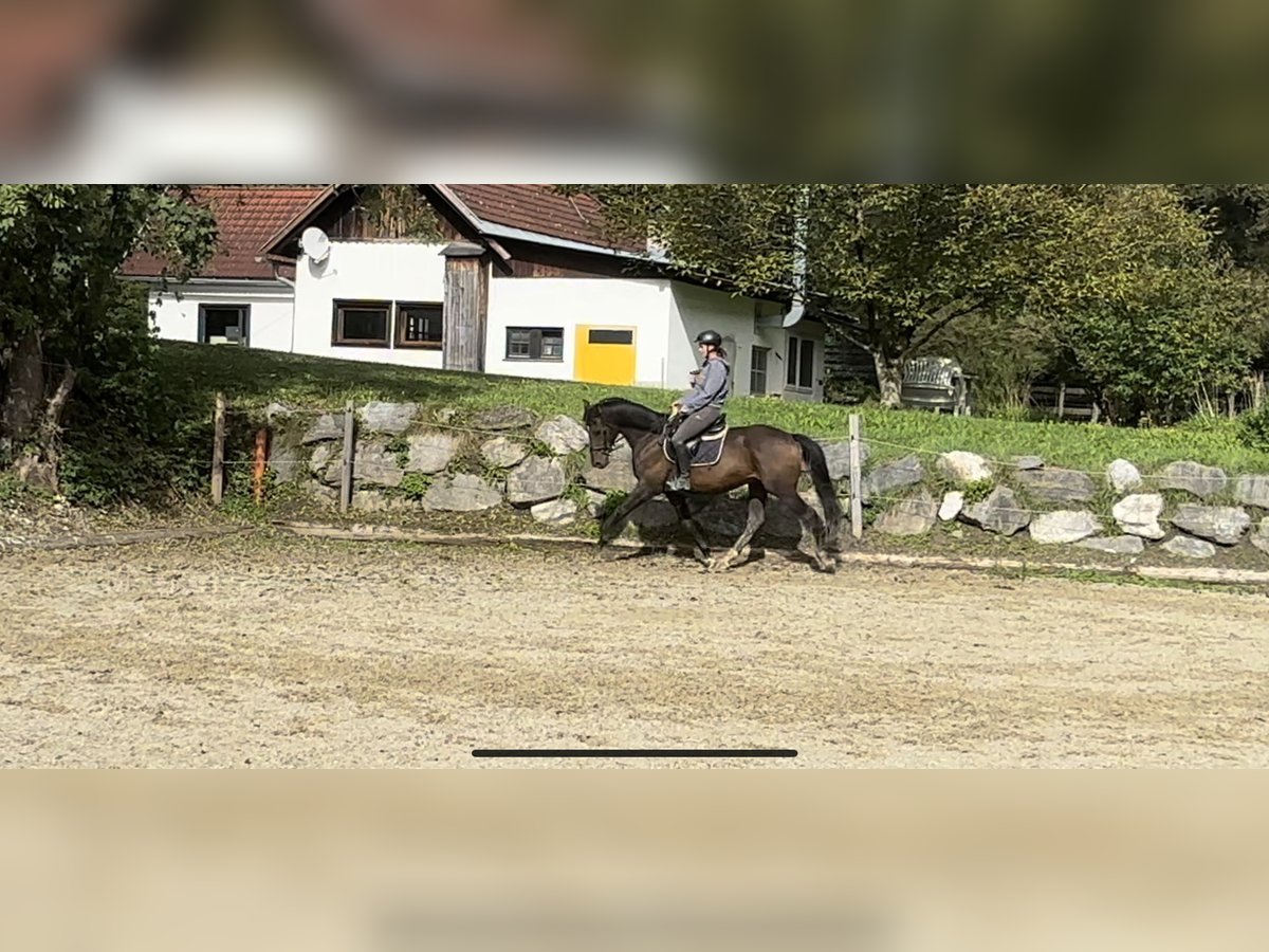 Deens warmbloed Ruin 8 Jaar 169 cm Donkerbruin in Puch