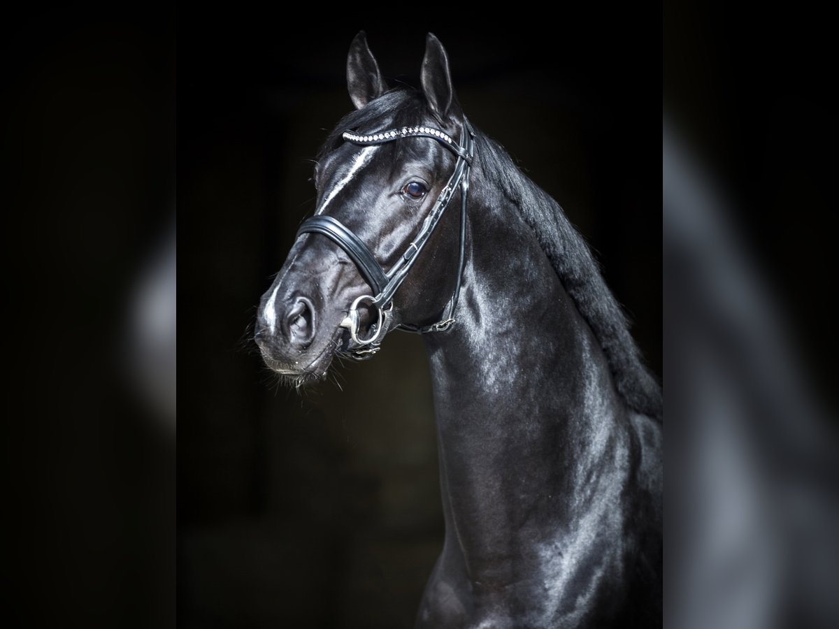 DELOREAN Hanoverian Stallion Black in Werder