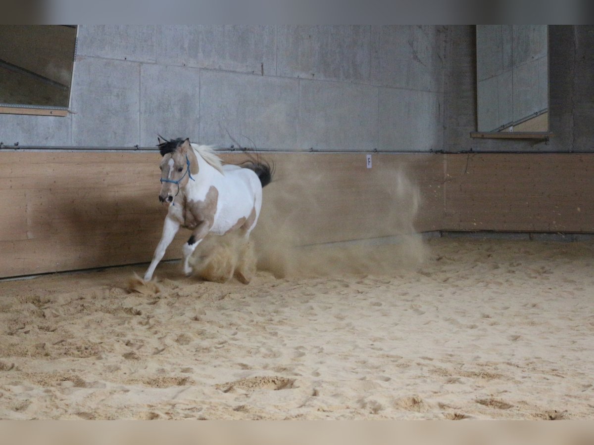 DELTA DUNIT RIGHT American Paint Horse Étalon Tobiano-toutes couleurs in Eggenthal