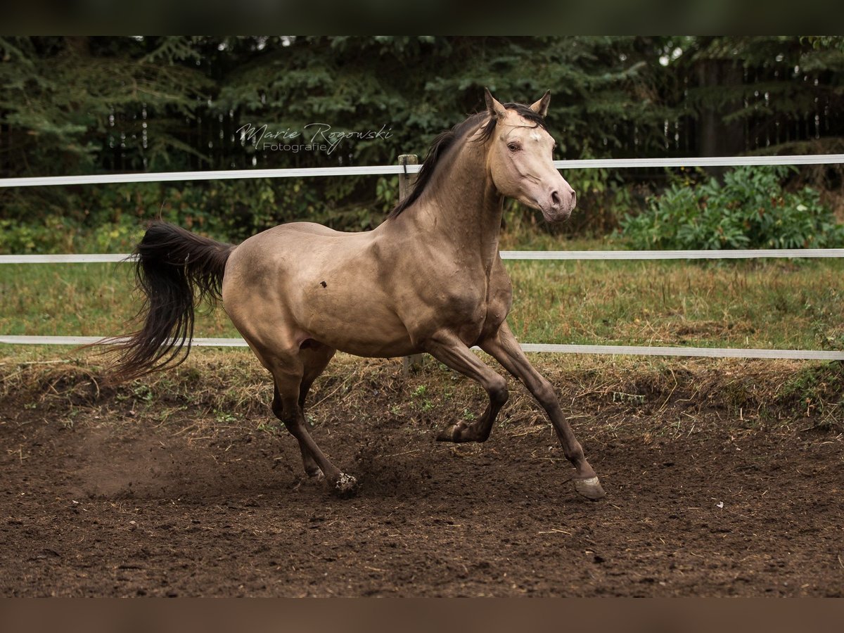 Demi-sang arabe Étalon 16 Ans 148 cm Champagne in Beaumont-Pied-de-Buf