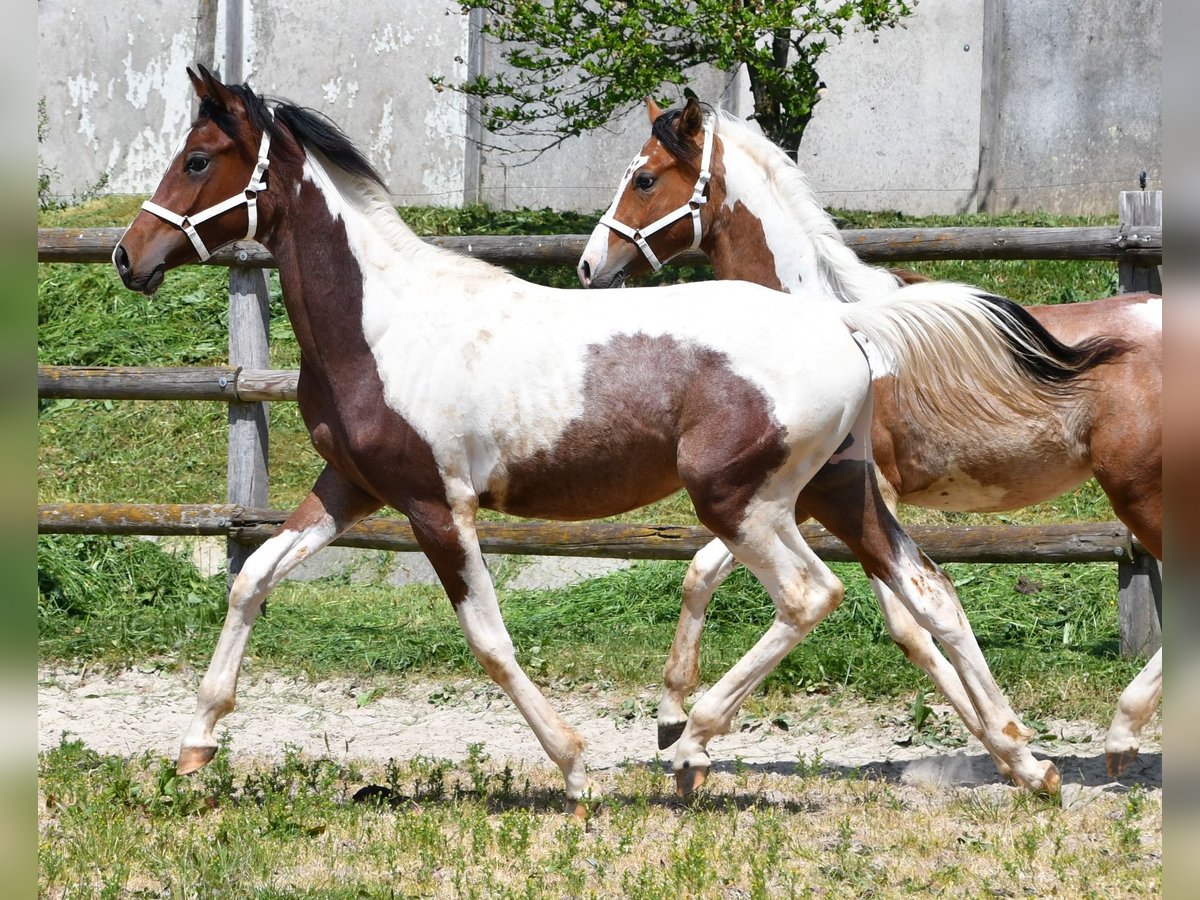 Demi-sang arabe Étalon 1 Année 156 cm Tobiano-toutes couleurs in M&#xF6;rsdorf