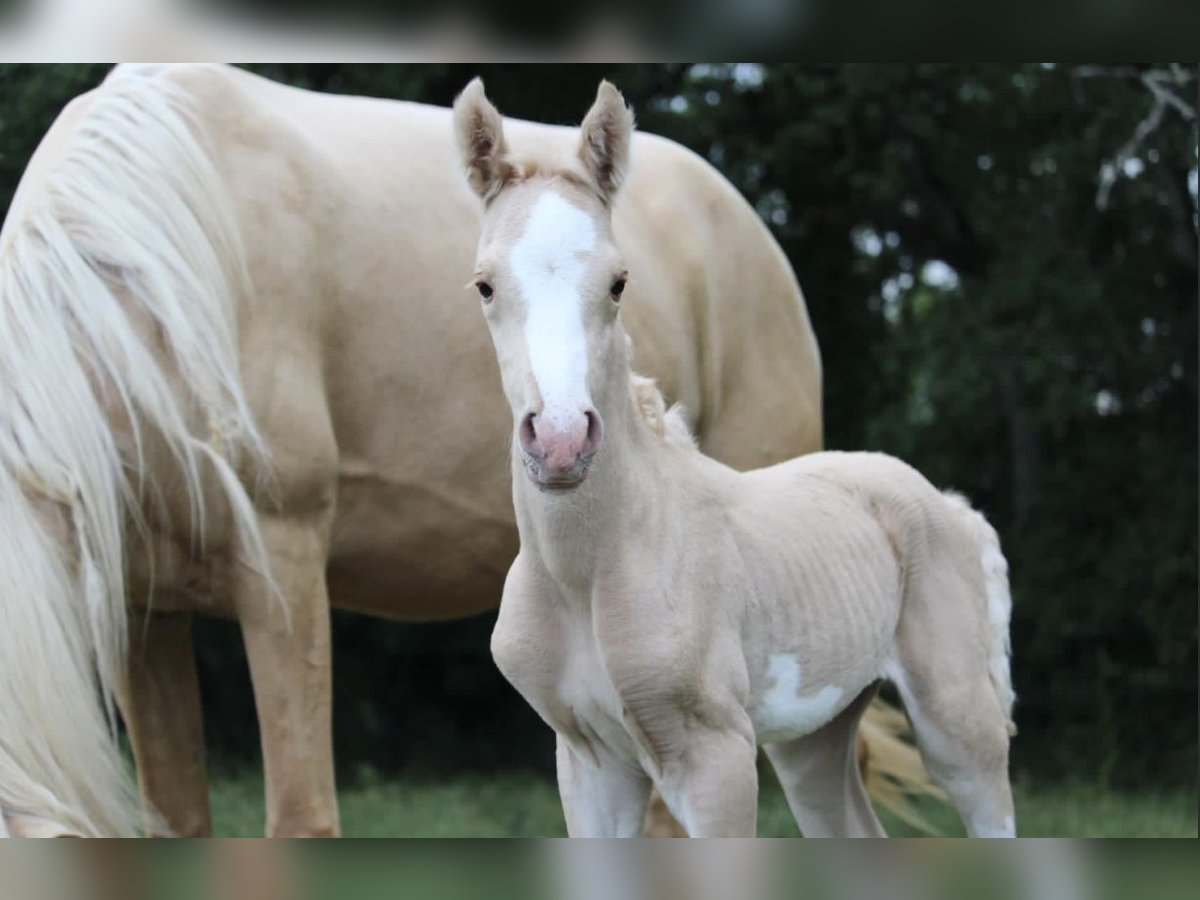 Demi-sang arabe Étalon 2 Ans 148 cm Palomino in Bonnut