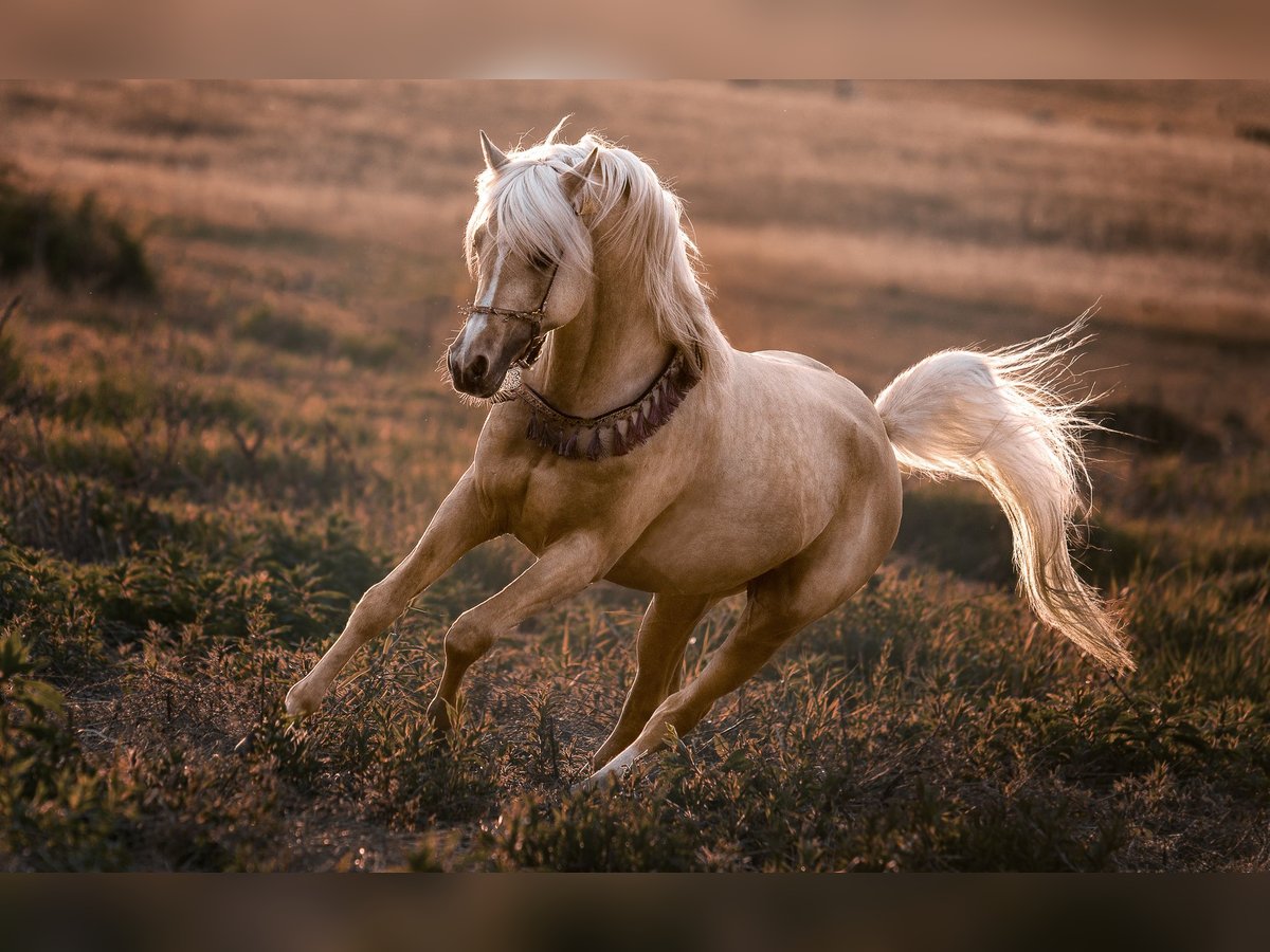 Demi-sang arabe Étalon Palomino in Hagendorn