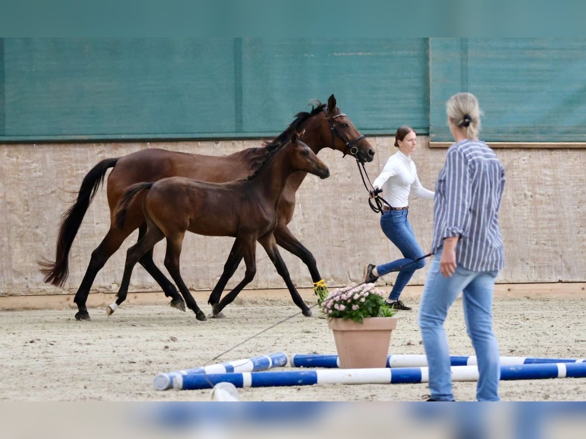 Demi-sang arabe Étalon Poulain (04/2024) 164 cm Bai in Bad Oldesloe