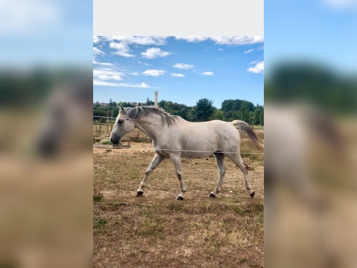 Demi-sang arabe Hongre 15 Ans 158 cm Gris moucheté in Luxé