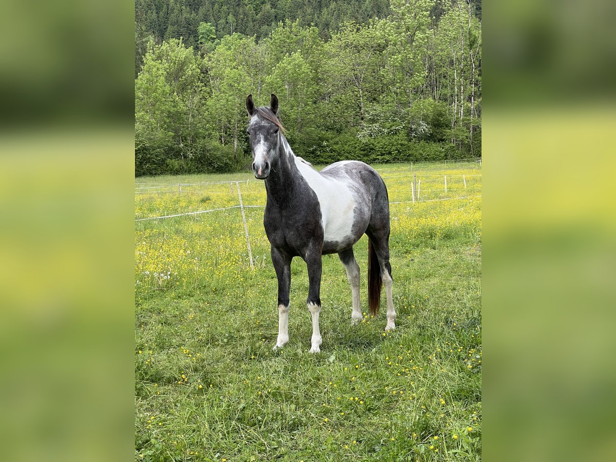 Demi-sang arabe Hongre 3 Ans 155 cm Tobiano-toutes couleurs in Lind im Drautal