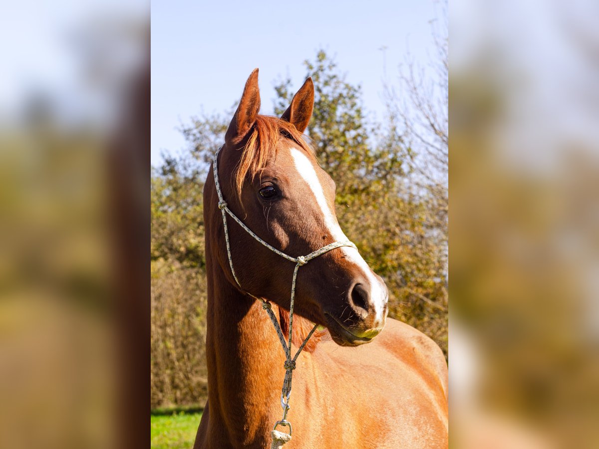 Demi-sang arabe Hongre 4 Ans 150 cm Alezan brûlé in Saint ambroix