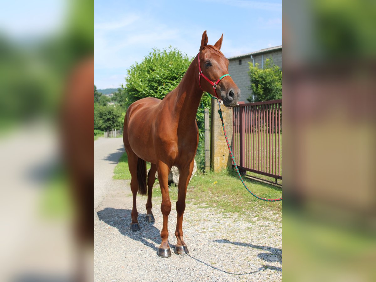 Demi-sang arabe Hongre 5 Ans 164 cm Alezan in Saint-Paul-en-Jarez