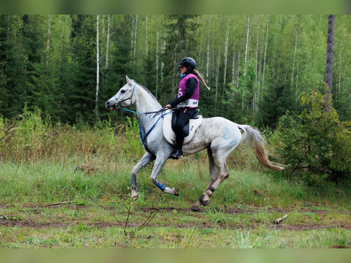 Demi-sang arabe Hongre 9 Ans 162 cm Gris in Laitse
