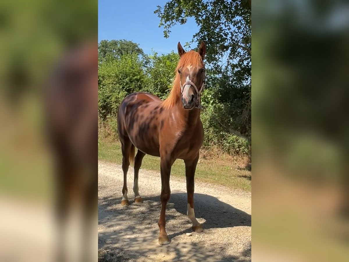 Demi-sang arabe Jument 1 Année 140 cm Alezan brûlé in VERNON