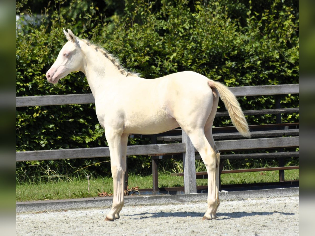 Demi-sang arabe Jument 1 Année 155 cm Perlino in Wapse