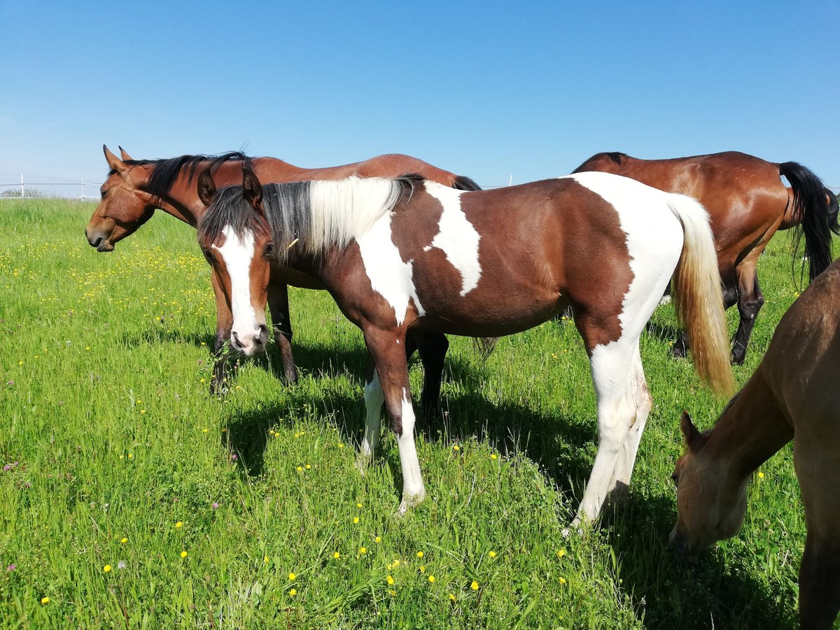 Demi-sang arabe Jument 1 Année 158 cm Pinto in Zweibrücken