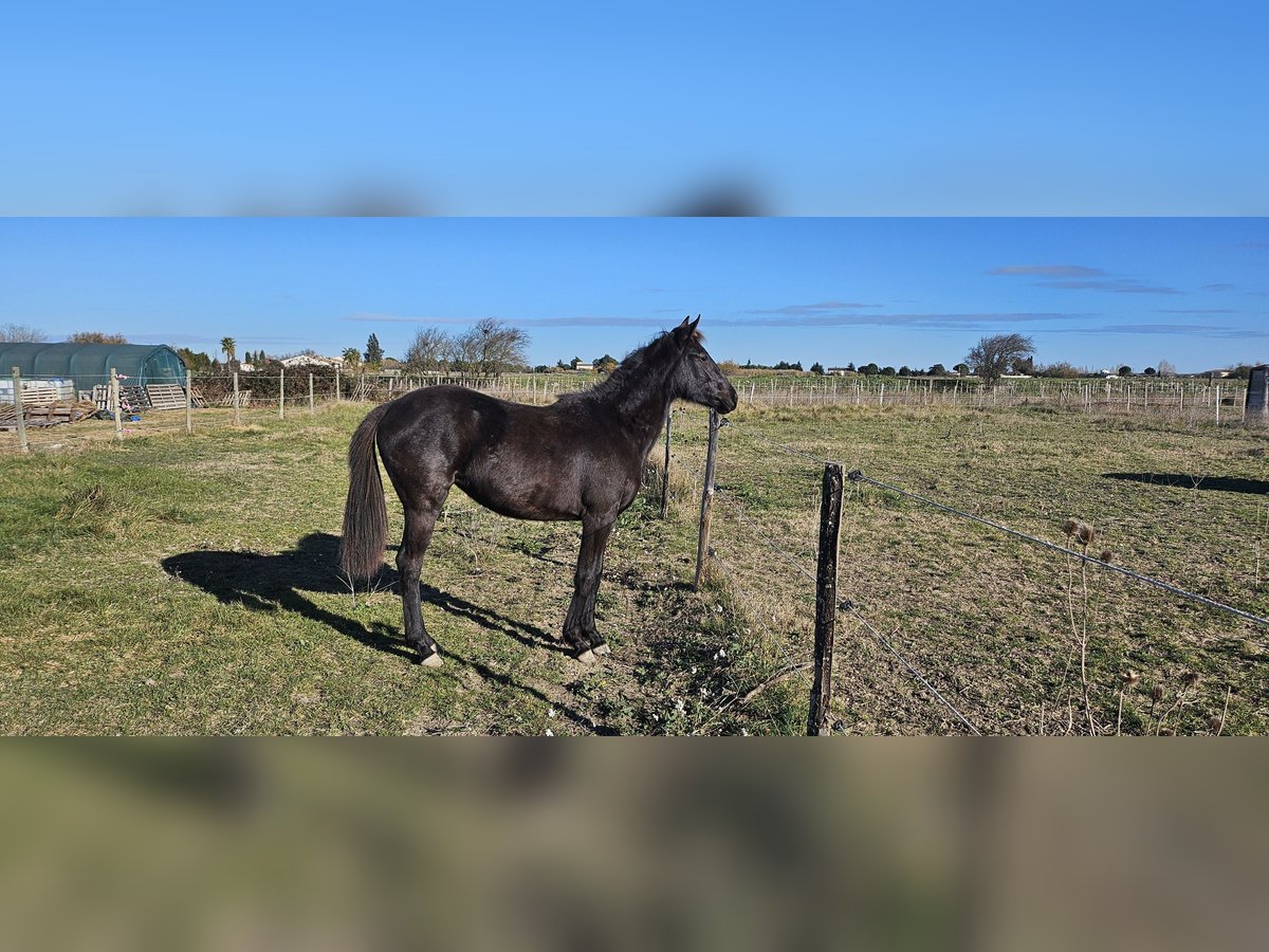 Demi-sang arabe Jument 2 Ans 155 cm Noir in Mireval