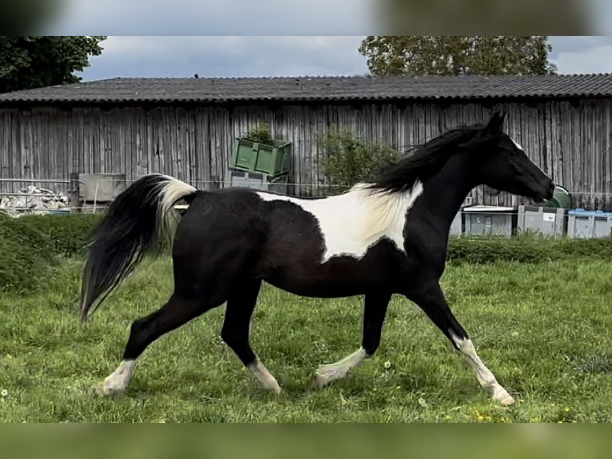 Demi-sang arabe Jument 3 Ans 150 cm Pinto in Augsburg