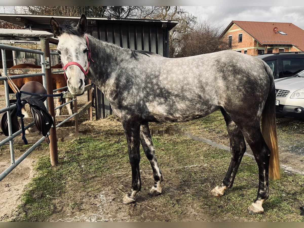 Demi-sang arabe Jument 8 Ans 161 cm Gris pommelé in Frankfurt am Main