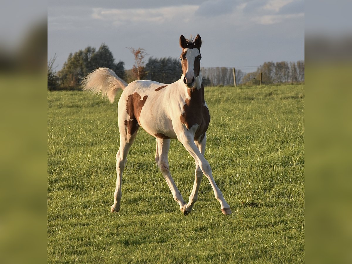 Demi-sang arabe Jument Poulain (04/2024) 155 cm Tobiano-toutes couleurs in Orchies