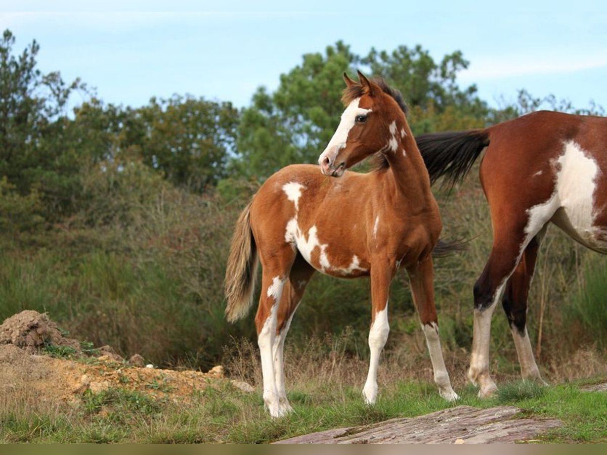 Demi-sang arabe Jument Poulain (01/2024) 157 cm Tobiano-toutes couleurs in GOVEN