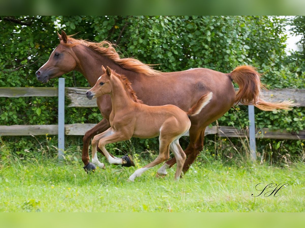 Demi-sang arabe Jument Poulain (06/2024) 158 cm Alezan in Brieselang