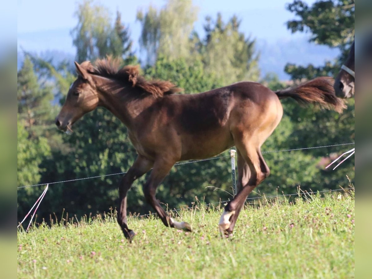 Demi-sang arabe Jument Poulain (05/2024) 158 cm Buckskin in Villingen-Schwenningen