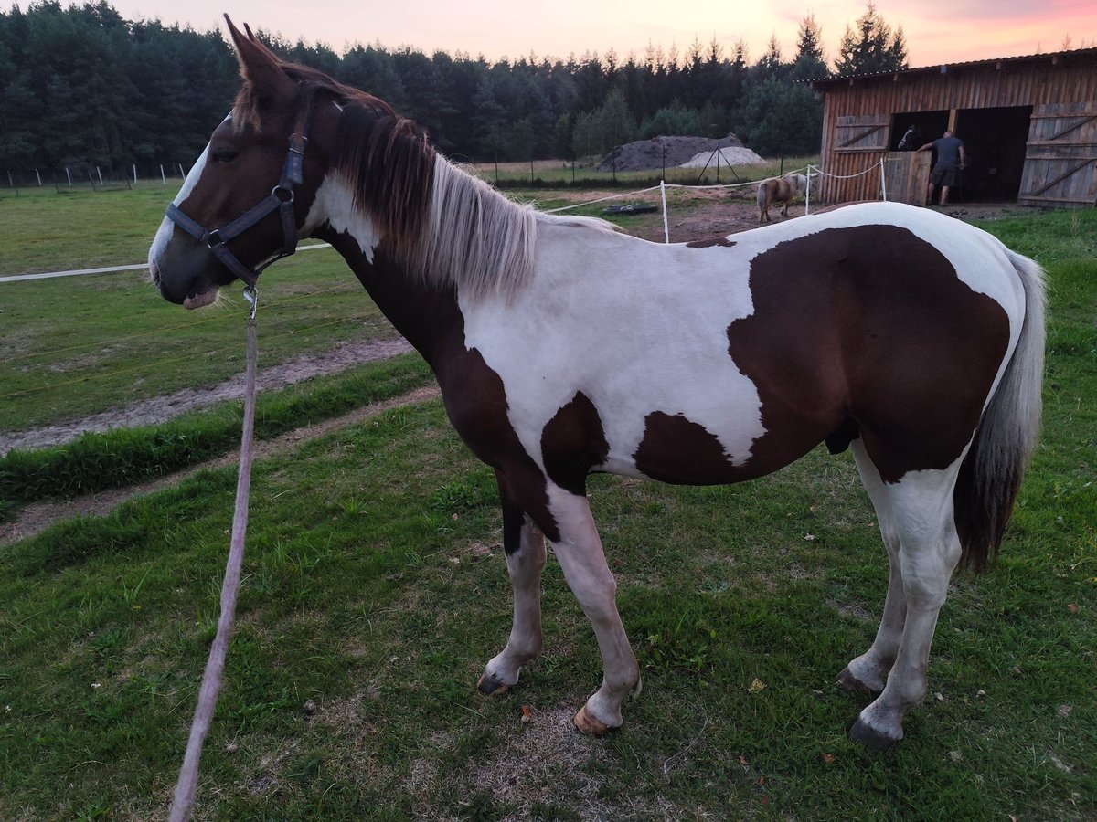 Demi-sang polonais Étalon 1 Année 145 cm Bai brun foncé in Ołobok