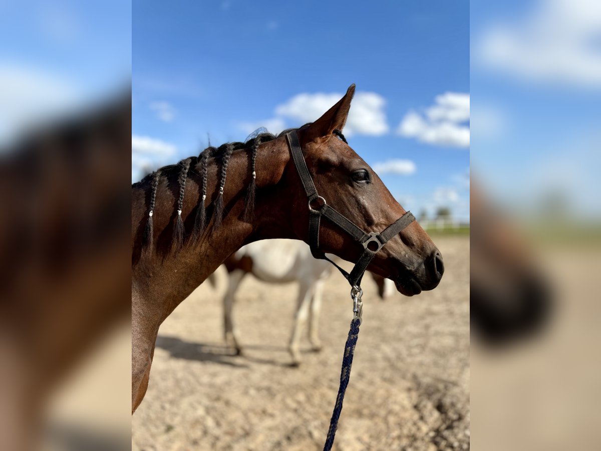 Demi-sang polonais Étalon 1 Année 150 cm Bai brun in Barczewko