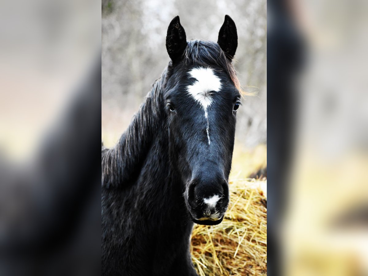 Demi-sang polonais Étalon 2 Ans Noir in Przybyłowo