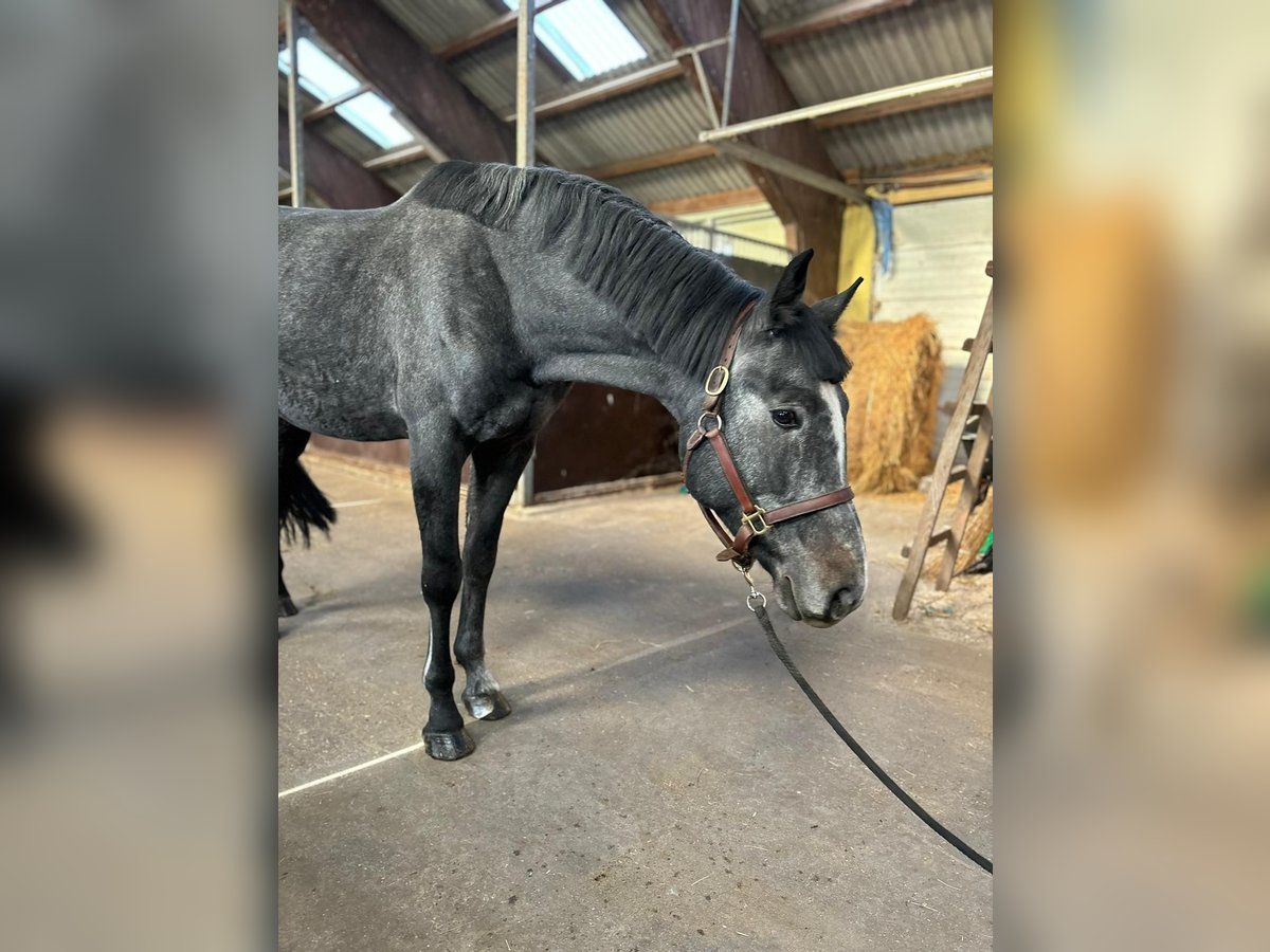 Demi-sang polonais Étalon 4 Ans 165 cm Bai brun in Rewal