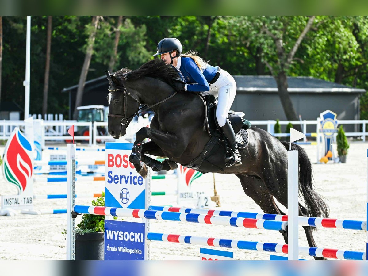 Demi-sang polonais Étalon 6 Ans 170 cm Noir in Dworzyska