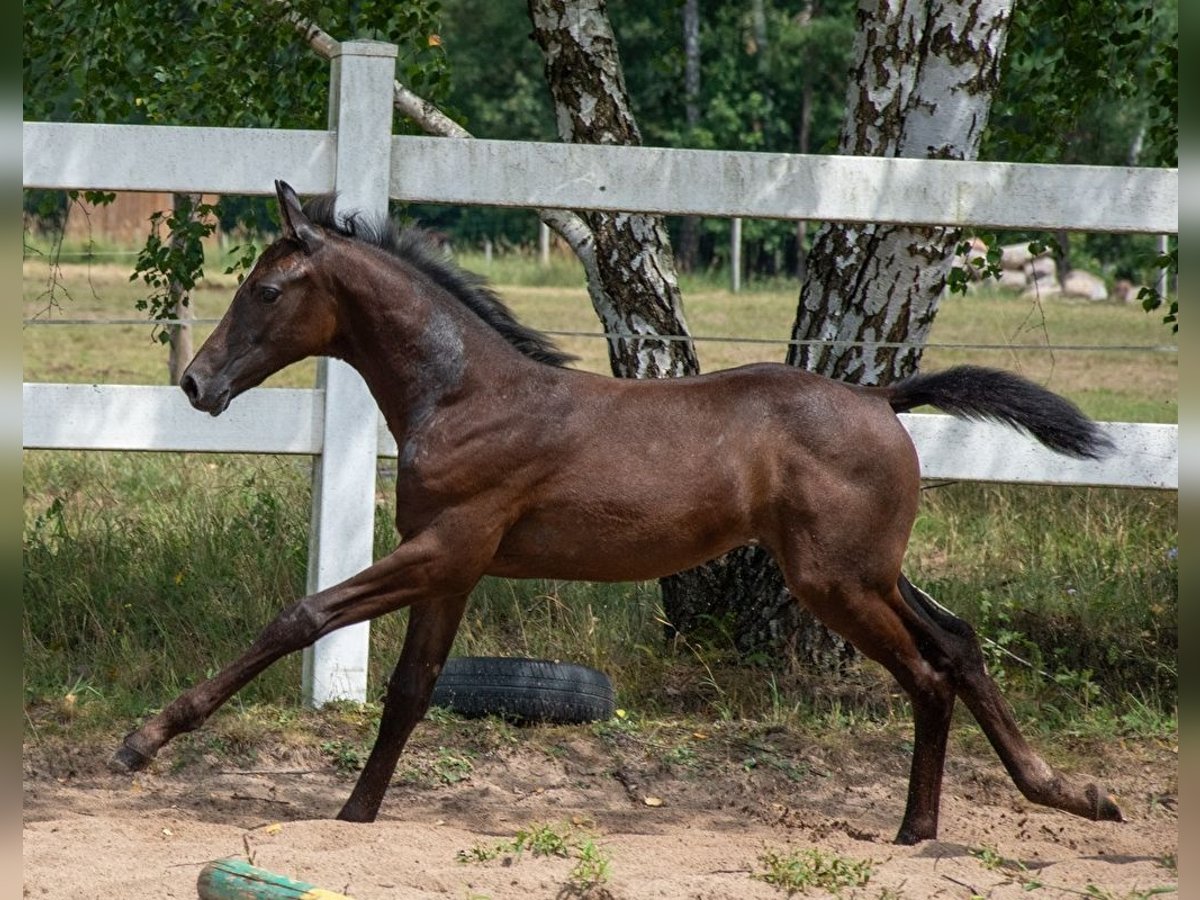 Demi-sang polonais Étalon Poulain (05/2024) 170 cm Gris in Zagnańsk