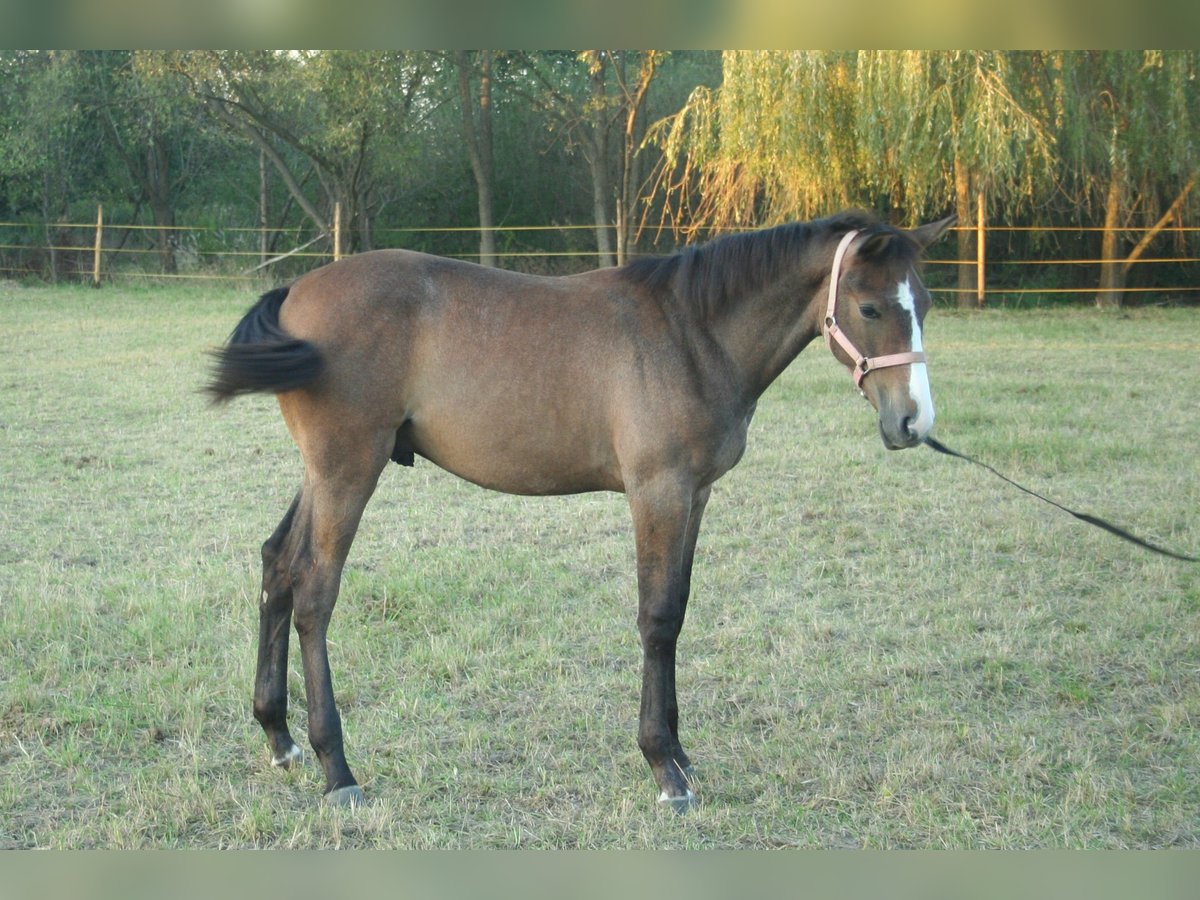 Demi-sang polonais Étalon Poulain (03/2024) 170 cm Gris in Łańcut