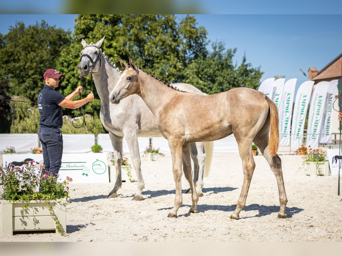 Demi-sang polonais Étalon Poulain (03/2024) Gris in Podzamek Golubski