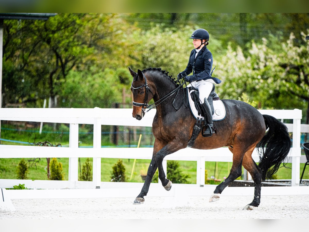 Demi-sang polonais Hongre 10 Ans 165 cm Bai in Kraków