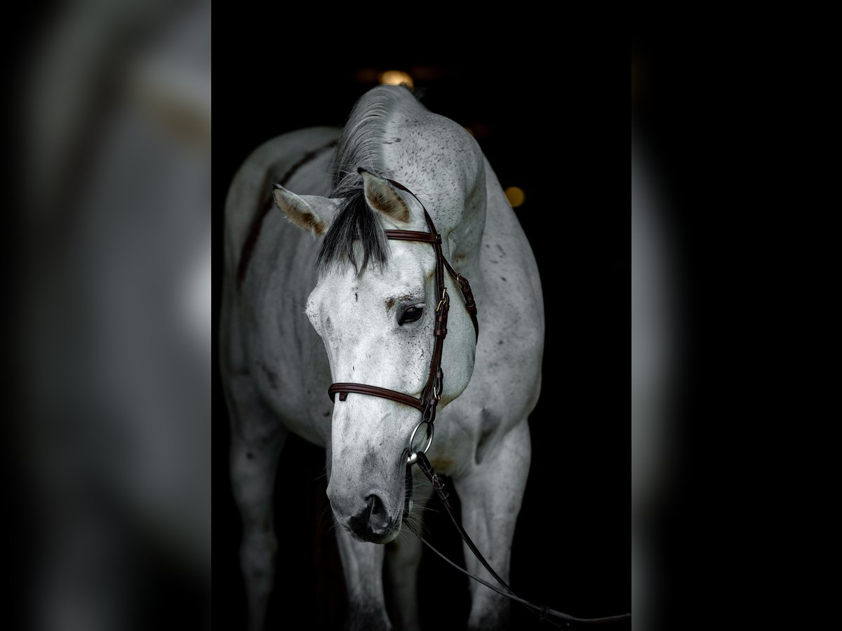 Demi-sang polonais Hongre 10 Ans 168 cm Gris in Jakubowice