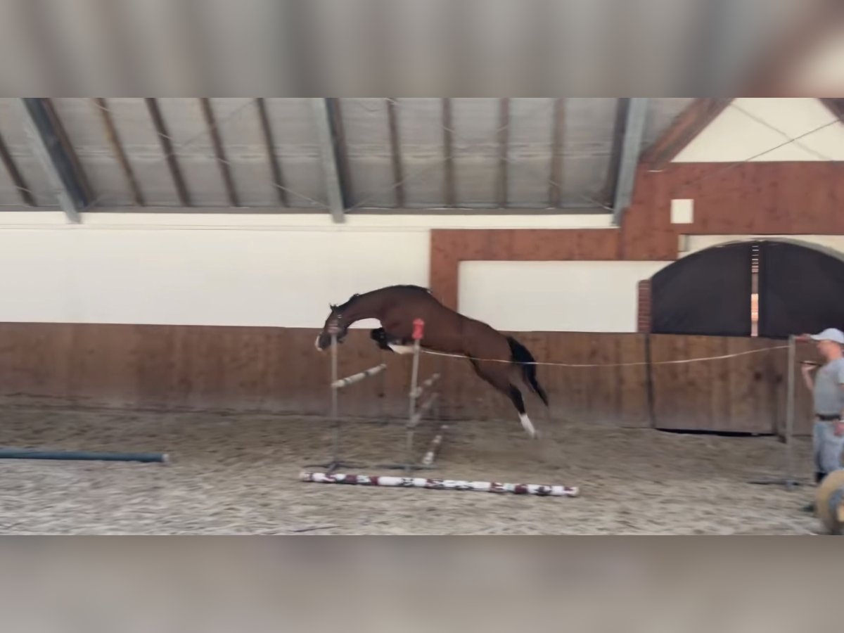 Demi-sang polonais Hongre 3 Ans 164 cm Bai in Leszno