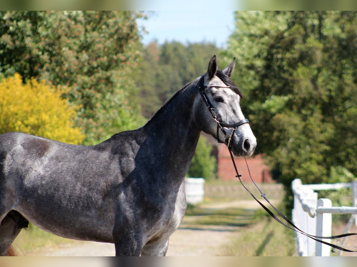Demi-sang polonais Hongre 4 Ans 173 cm Gris in M&#x105;koszyce