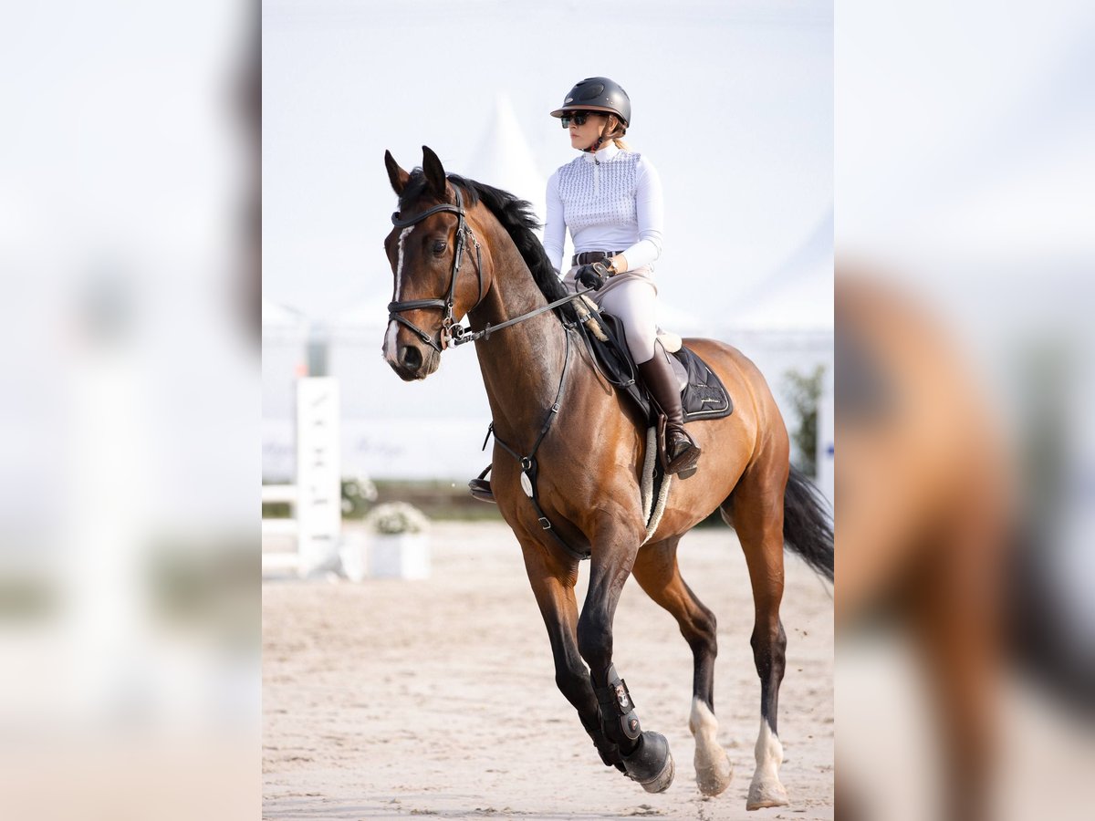 Demi-sang polonais Hongre 6 Ans 177 cm Bai brun in Stanis&#x142;aw&#xF3;w Drugi