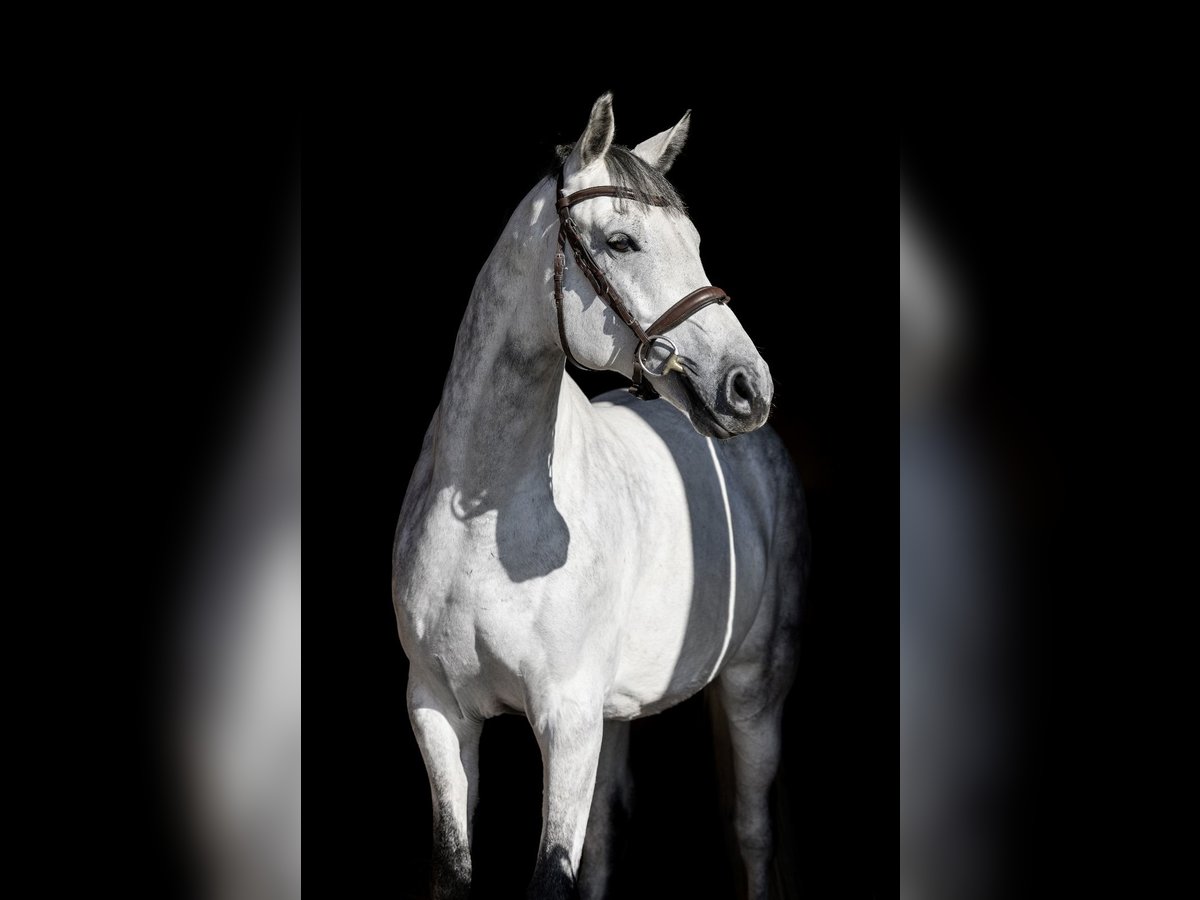 Demi-sang polonais Hongre 8 Ans 166 cm Gris in &#x17B;arow