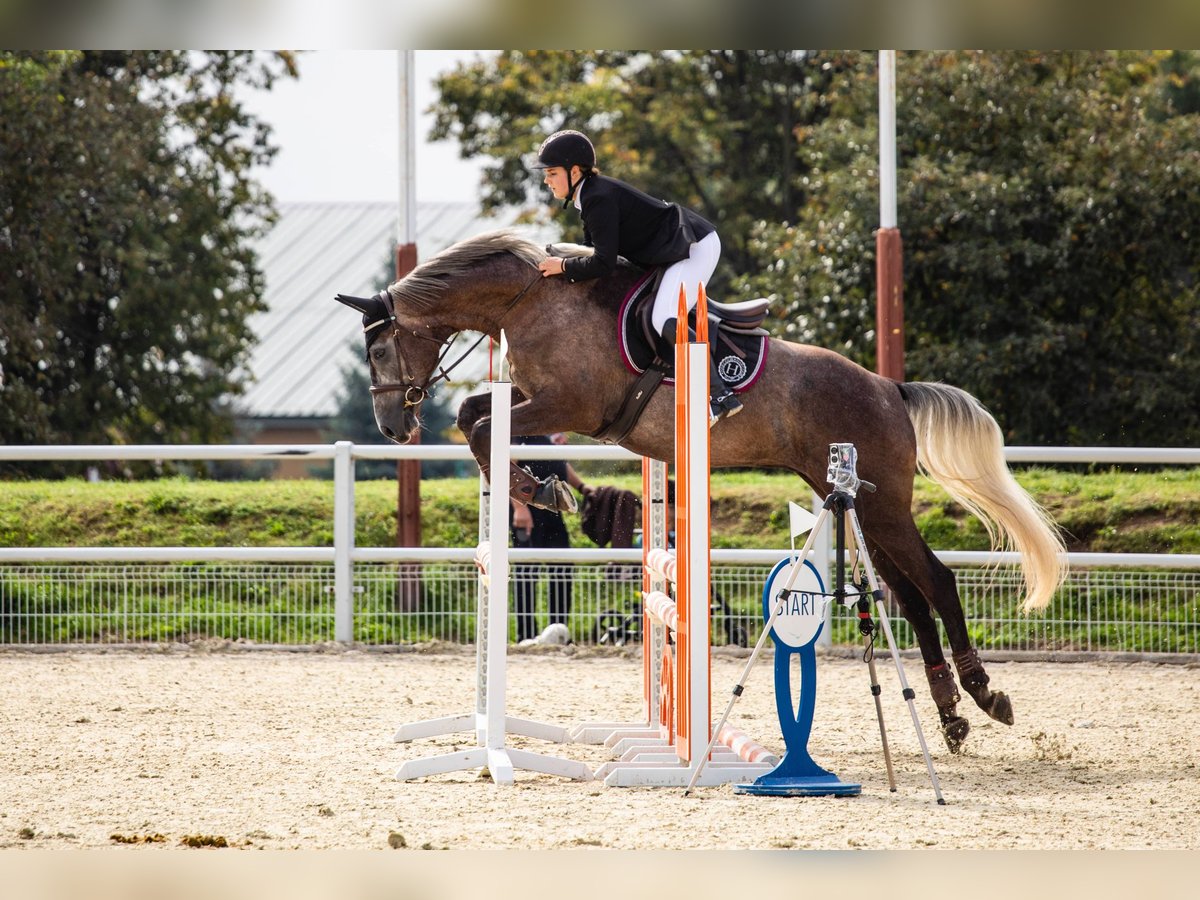 Demi-sang polonais Hongre 8 Ans 173 cm Gris in Zielona Góra