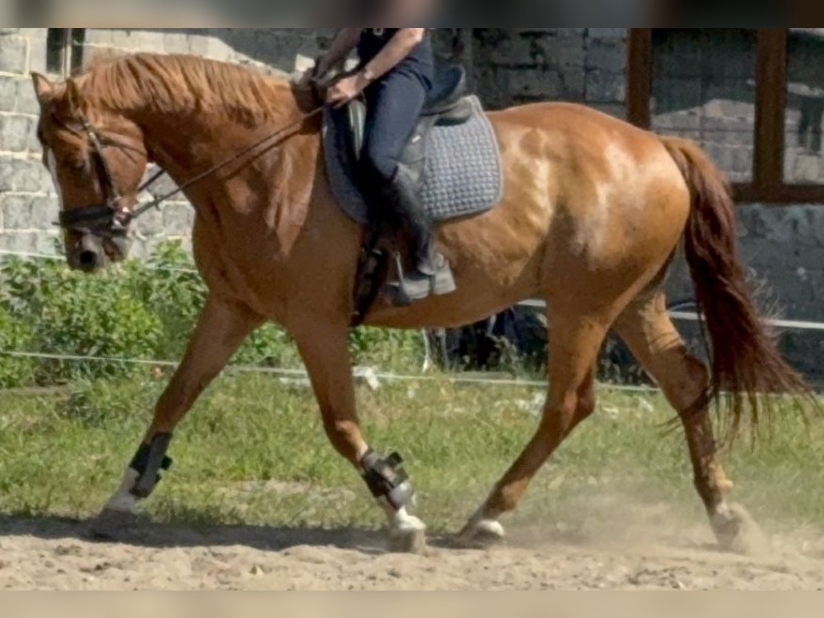 Demi-sang polonais Hongre 9 Ans 168 cm Alezan in Boron&#xF3;w