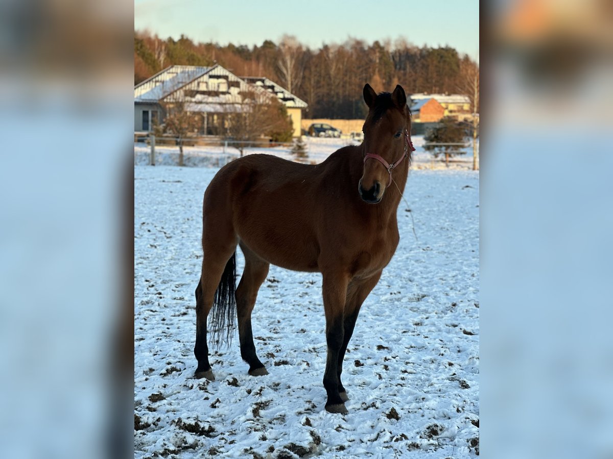 Demi-sang polonais Jument 10 Ans 180 cm Bai in Żernica