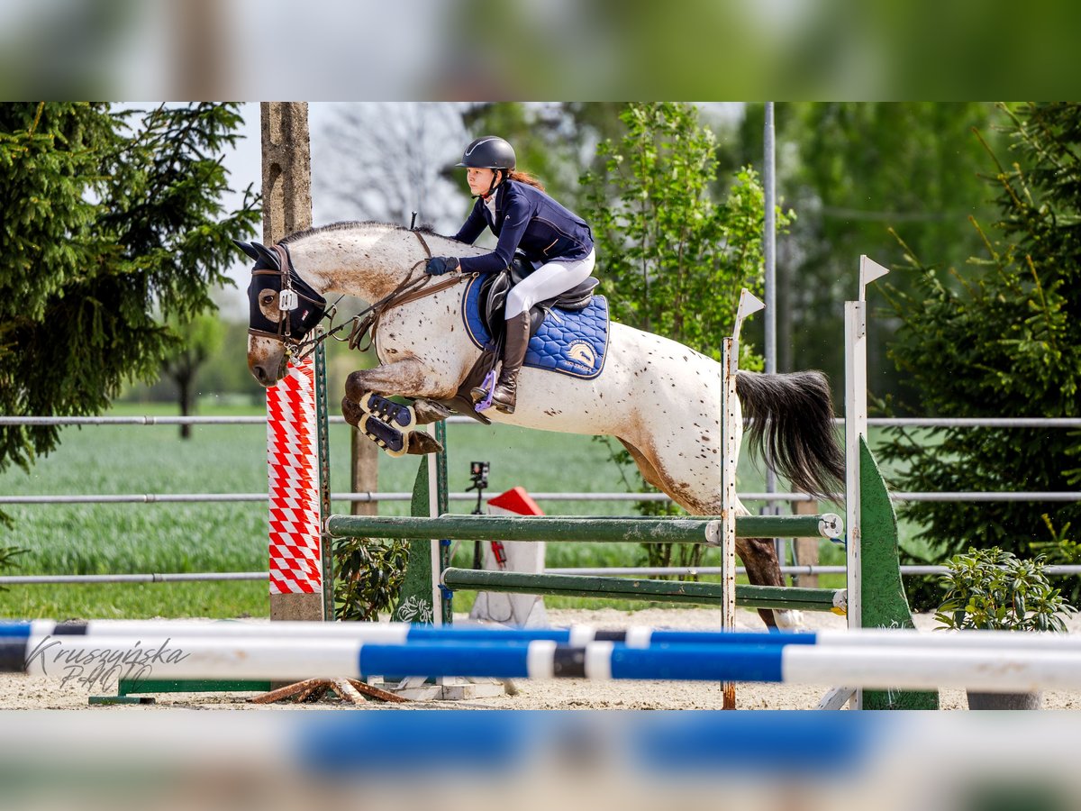 Demi-sang polonais Jument 11 Ans 159 cm Léopard in Konin