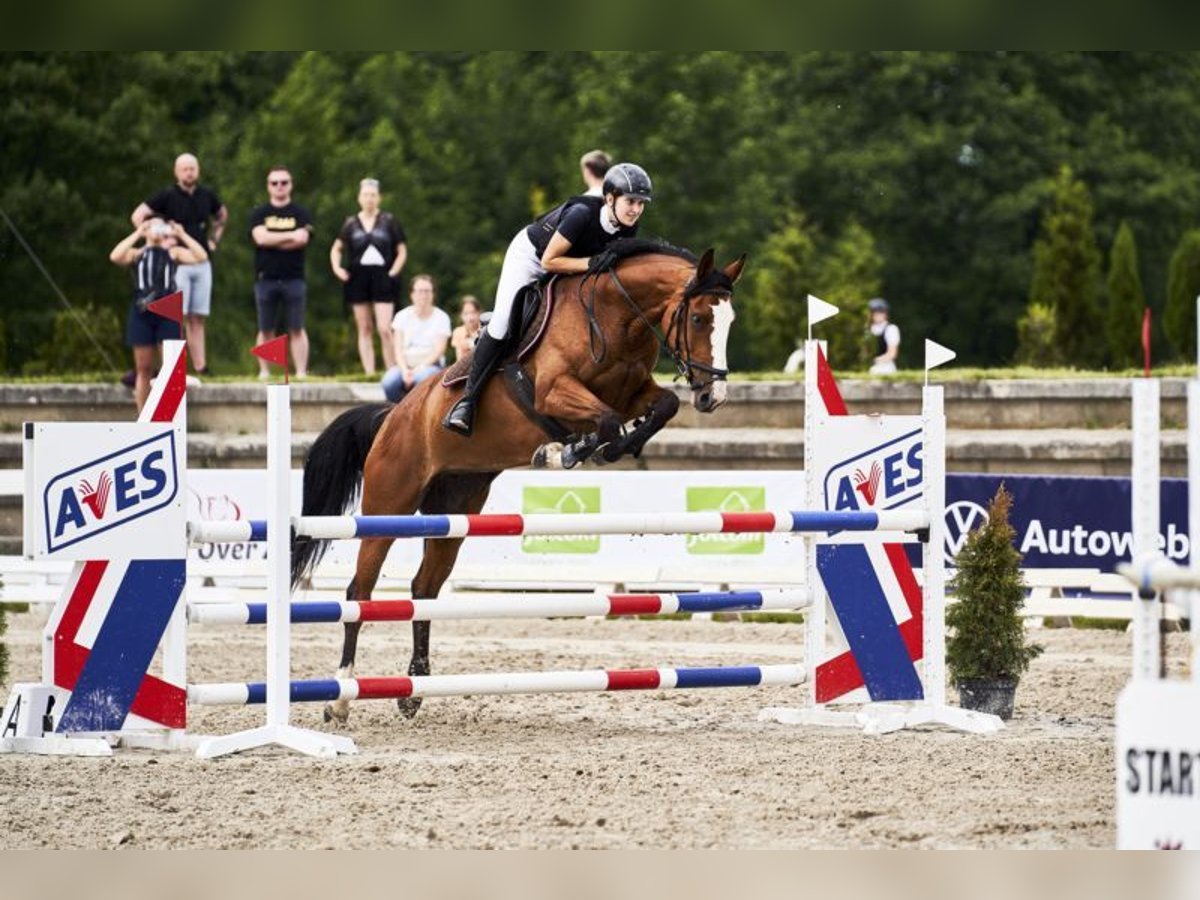 Demi-sang polonais Jument 11 Ans 162 cm Bai clair in Kalisz