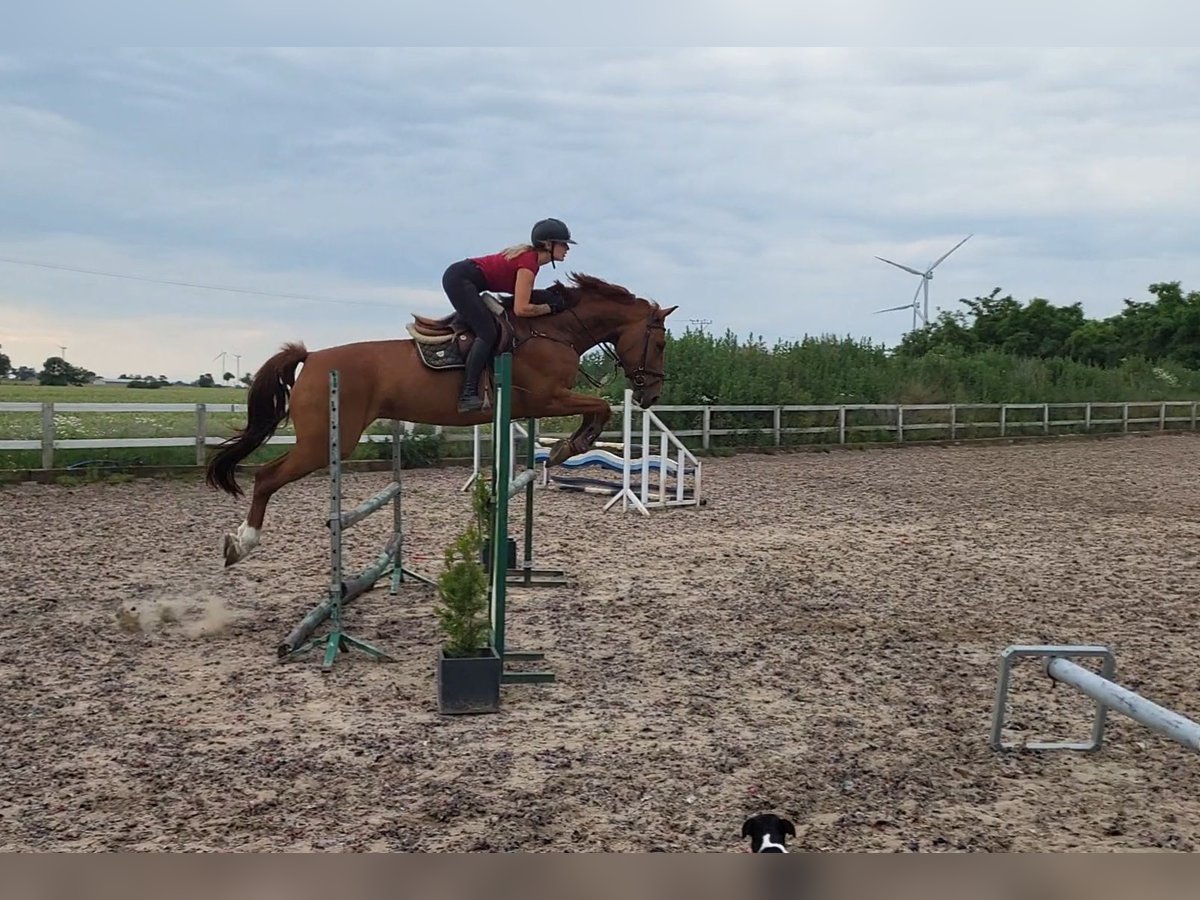 Demi-sang polonais Jument 11 Ans 167 cm Alezan in radziejów