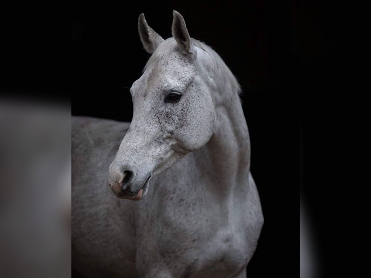 Demi-sang polonais Jument 14 Ans 160 cm Gris in Linkowo