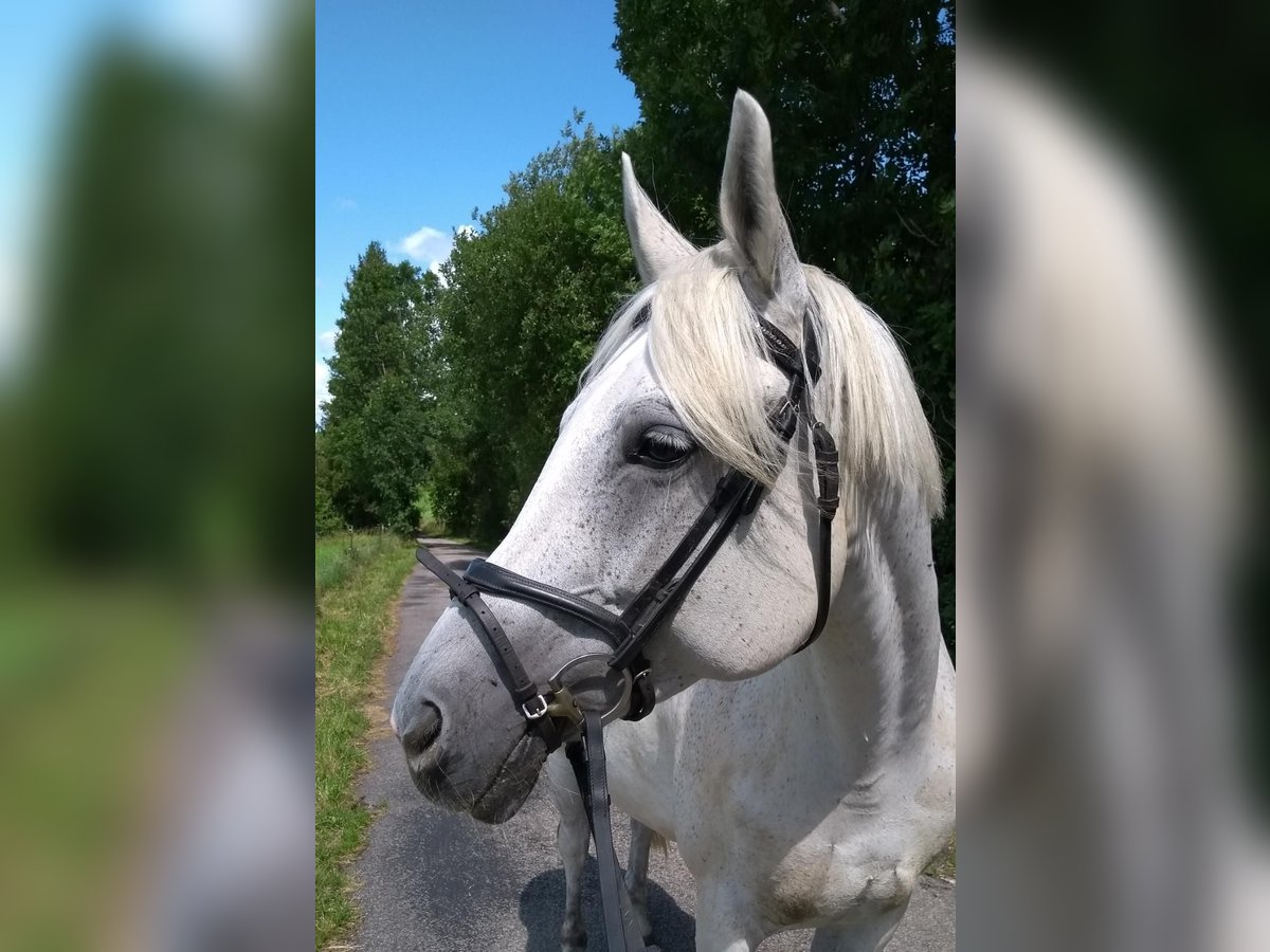 Demi-sang polonais Jument 17 Ans 160 cm Gris moucheté in Marktoberdorf