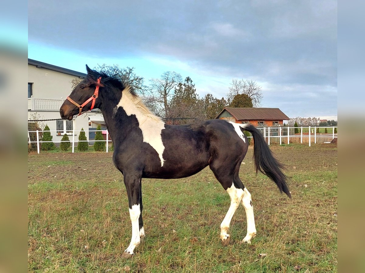 Demi-sang polonais Jument 1 Année 160 cm Pinto in Polen